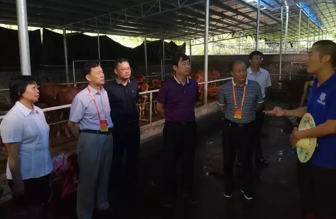 视察大营村黄牛养殖基地扶贫项目