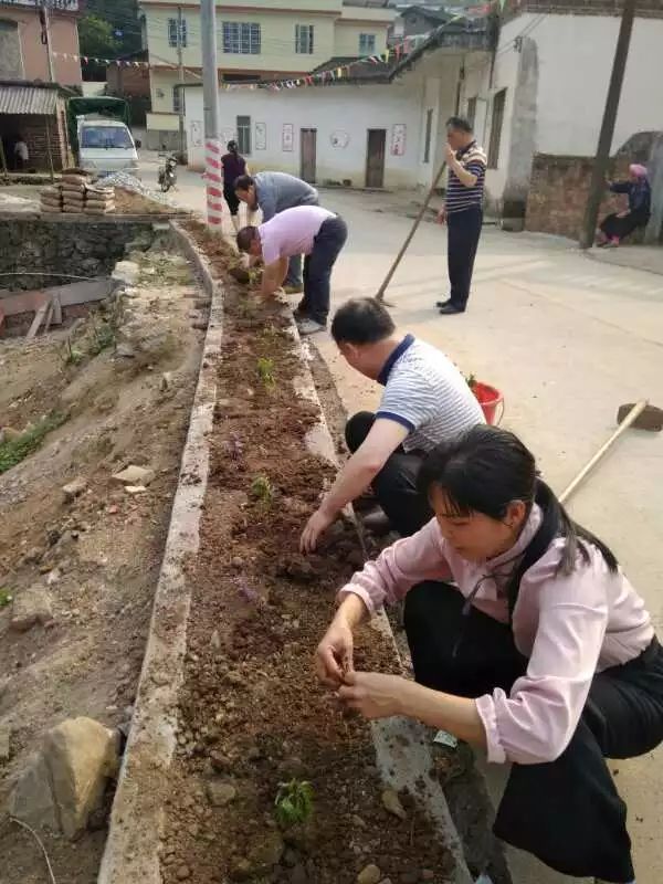 连南县政协机关干部职工到帮扶村开展植树添绿活动