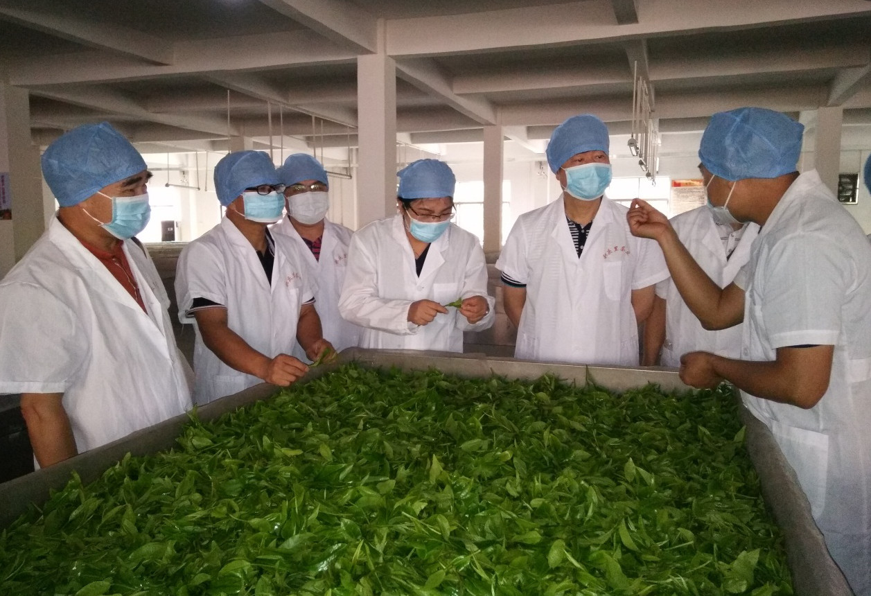 调研组深入茶叶生产车间调研