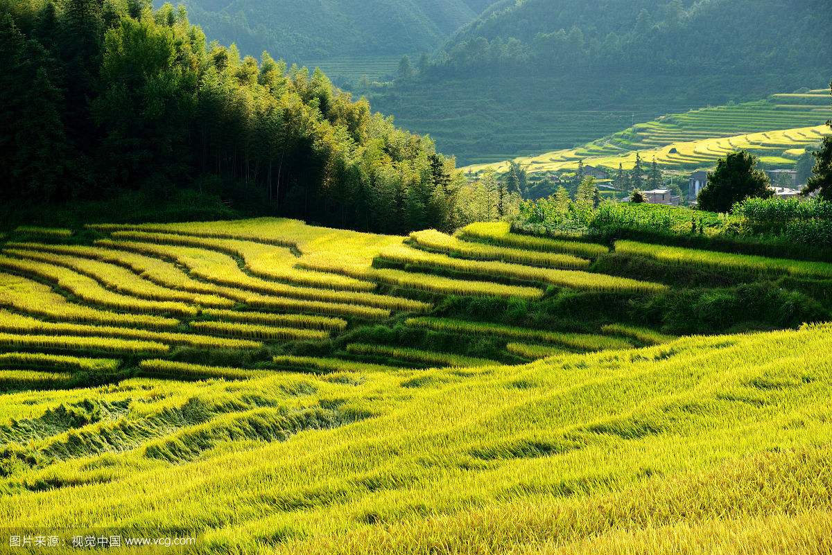 清远连山乡村稻田丰收景象（图源：视觉中国）